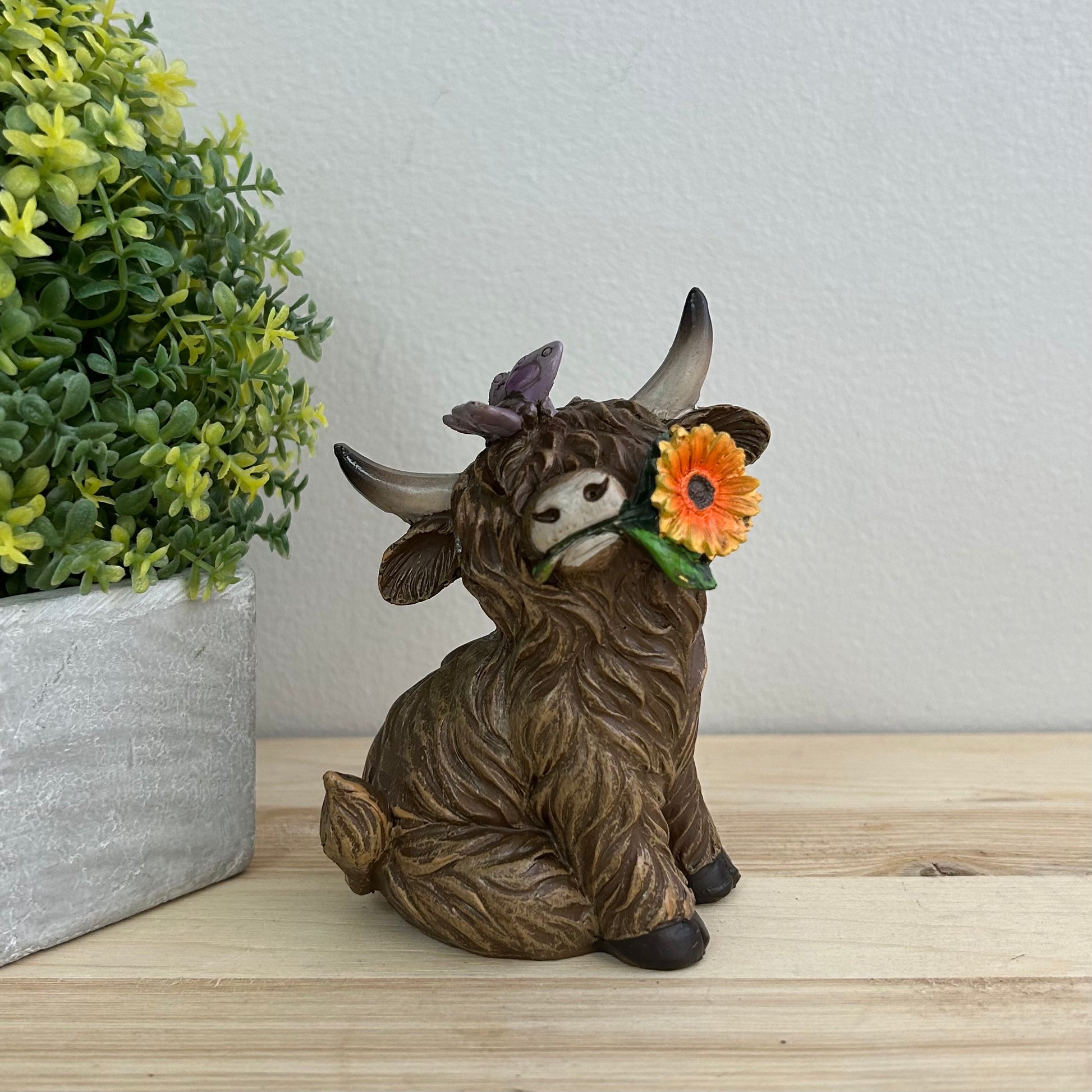 Highland Cows