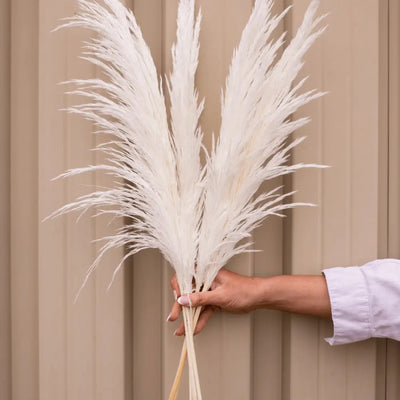 Preserved Silky Pampas Bleached White